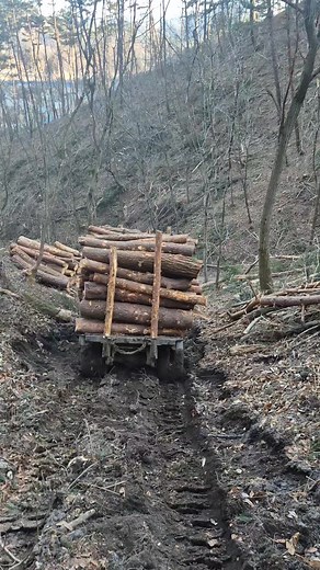 벌목 장비 안전운전 팁