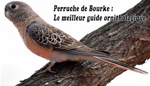 Perruche de Bourke – LE MEILLEUR GUIDE ORNITHOLOGIQUE