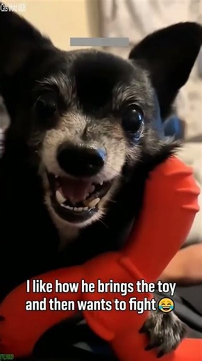 Funny Cats 2025 🐈‍⬛ Will Cheer you Up ❤️ # Ep 9801