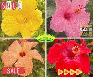 $5 OFF Tropical Hibiscus Trees, this week only at Springtime Garden Center ! | Springtime Garden Center | Facebook