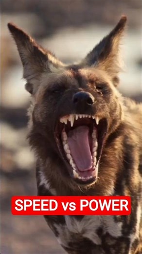 African Wild Dog vs Gray Wolf – Who Is the Deadlier Predator?#usashorts #wildlife