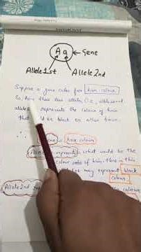 Gene and allele more clarified