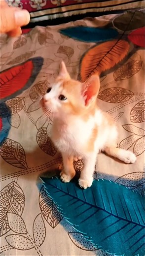 Pretty Little Baby 🥰. #cat #cutecat #kitten #catshorts #pets #kittens #kitty #sub