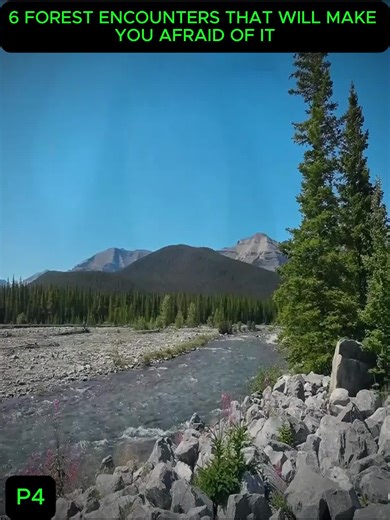 FOREST Encounters That Will Make You AFRAID Of It | forest