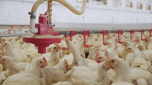 Poultry farm. Chickens for fattening on a modern poultry farm. Lots of chickens in the hangar. Feed and drink chickens. Modern agriculture.