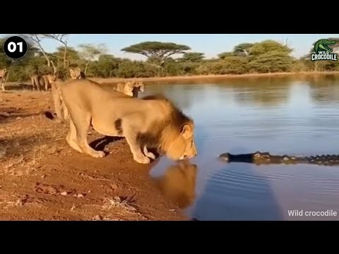 TOP 13 Crocodile vs Lion and another Animals fight scenes Captured by Humans 🤯