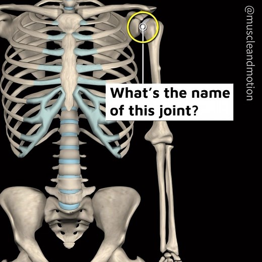 Muscle & Motion on Instagram: "The shoulder joint is one of the most complex and important joints in the body. It is a ball-and-socket joint, which means it allows for a wide range of motion in multiple directions. The shoulder joint comprises three bones: the humerus, the clavicle, and the scapula. What is the name of this joint ❓ Tell us in a comment 💬 below ⬇️ ————————————————————— Check out our apps to boost your anatomy knowledge. Link in bio 👆 @muscleandmotion #joint #jointanatomy #shoul