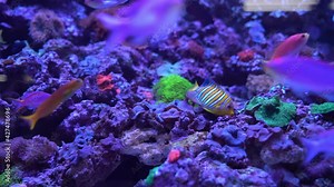 Footage of Regal Angelfish(Pygoplites diacanthus) finding something to eat