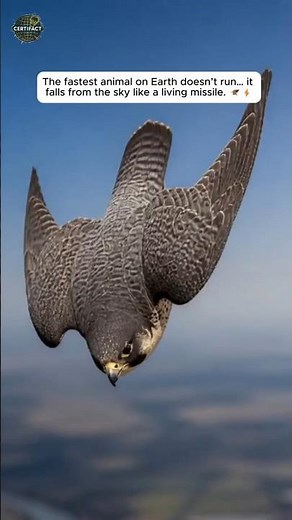 The Fastest Animal On Earth Is A Bird 😱