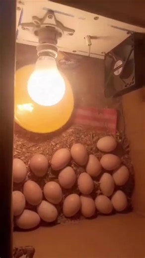 Exploring Unique Egg Varieties in Dim Lighting