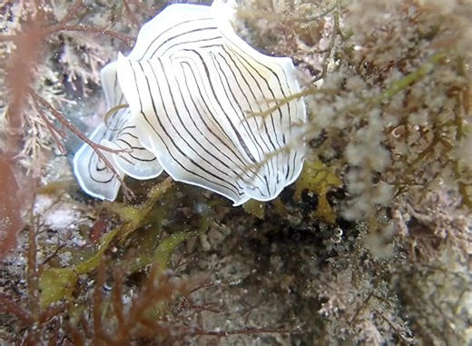 10K views · 378 reactions | Checkout this footage of a beautiful candy striped flatworm one of our amazing volunteers found recently. Growing to as long as your thumb, these graceful sea creatures prowl the rockpools preying on tiny invertebrates.  @our.worldaroundus1 | Devon Wildlife Trust | Facebook
