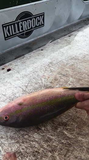 How to butterfly a yellowtail snapper 🐟 📷: IG/ @reedthefishmonger Follow @scienceoffishing Like and Share this post. Check out my profile for more fishing-related content. #scienceoffishing #yellowtail #snapper #reeffishing #florida #saltlife #filet #catchandclean | The Science of Fishing