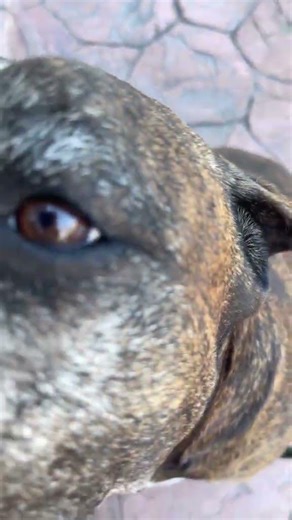 Angry Dog Energy Activated 🔥🐾 #FunnyPets #DogMood #viralshort #viralvideo #dogsvideo