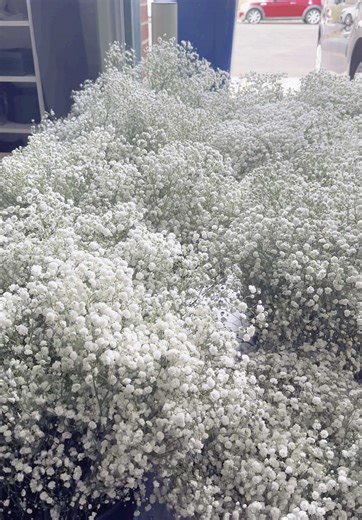 Exploring 13 Wraps of Gyp (Baby's Breath) for Weddings