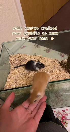 Training Gerbils to Come onto Your Hand