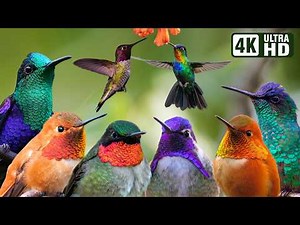 Beautiful Bird Sounds | Cute Hummingbird | Breathtaking Nature | Stress Relief & Healing Ambiance