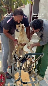 Yeh Maggie hai… jiske pair saath nahi dete, par hausla kabhi tootne nahi diya #vosah #paralyseddog