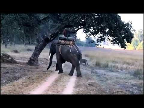 Tiger launches an attack at an elephant