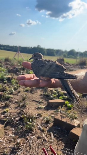 The National Mourning Dove Banding Program began in 2003 to better understand dove populations and the effects of hunting. Each July and August, doves are banded across most of the lower 48 states. ⁠ ⁠ Hunters then report band recoveries during the September–January hunting seasons, providing critical data on survival, harvest rates, and population growth. ⁠ ⁠ Banding goals for each state, set by Bird Conservation Region (BCR), are based on a power analysis to ensure enough data is collected for