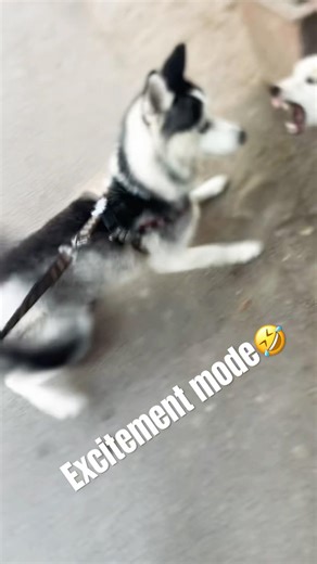 “Walk mode ON, patience OFF 🐾🔥#viralreels #husky #trendingshorts #dog #funny #siberianhusky #viral