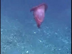 Enypniastes eximia: The Swimming Sea Cucumber