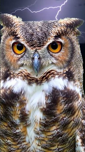 🦉 Owl Spins Its Head 270° in a Storm | Nature’s Silent Watcher