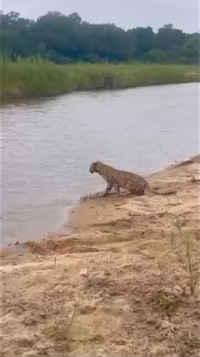 59M views · 494K reactions | 7 days gorilla trekking and wildlife...