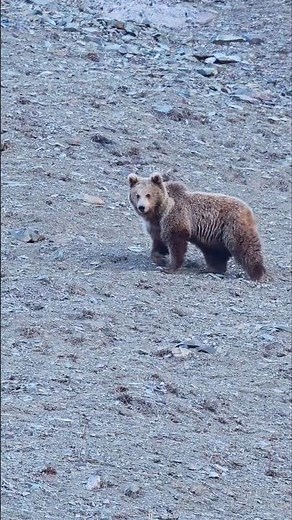 Himalayan Brown Bear Close-Up | Ladakh Wildlife Expedition - Dras | Wild Wonders Expeditions