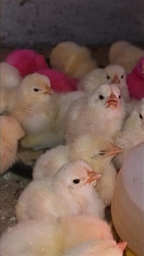 100Layer Chicks Farming Setup | Complete Guide for Beginners | How to Start 100Layer Chicken Farming