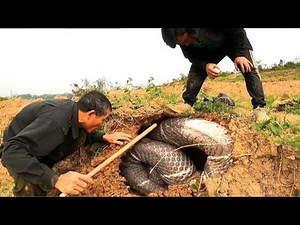 horrifying. discovered a giant king cobra crawling out of a geological crack.