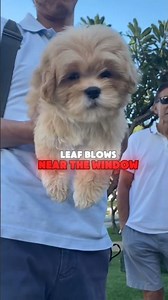 The most royal dog breed, Meet the LHASA #lhasaapso