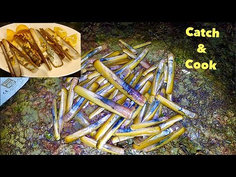 RAZOR CLAM - Catch n COOK , Delicious Oven Cooked Clams