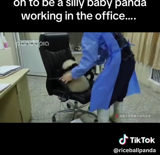 the only thing cuter than pandas is baby pandas #pandatok #cute #babypanda #pandas #pandasoftiktok #CapCut