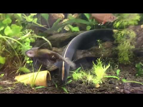 Black Ghost Knife Fish Care Guide