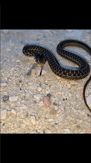 Adorable Baby Garter Snake Defends Itself for the 1st Time!