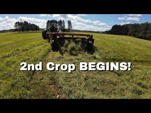 Fat Steers change my plans and Dad gets going on some 2nd Crop Hay!