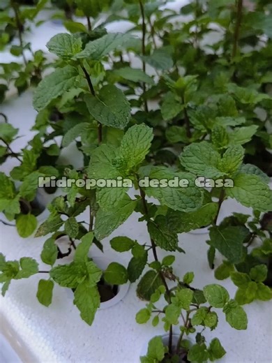 Hidroponía: Cultiva sin Tierra de Forma Práctica