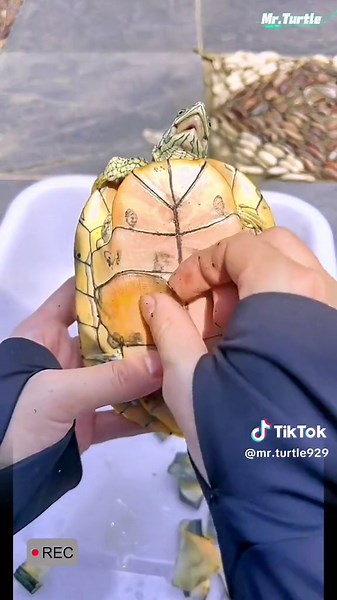 Unique Facts About Turtle Shells Changing Over Time