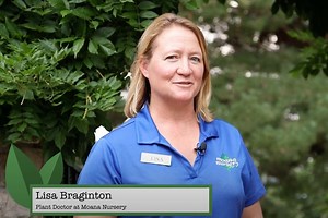 How to Successfully Plant a High Desert Tree