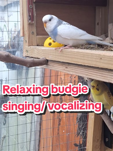 Singing budgie aviary ✅️ Budgies singing or vacalizing to eachother has to be in my opinion the best music. I can and do sit in the aviary and observe the birds and jist take a minute to slow down. It brings an immense sense of calm to me i dont know about anyone else drop a comment how do your budgies help you ? #creatorsearchinsights #budgie #budgielife #avian #birdtok