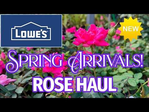 Lowe's Garden Center Rose and Flower New Arrivals and Deals!