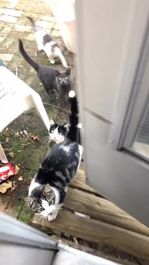 Almost every time you open the door they’re right there begging for food 😂 Grayson isn’t in the last clip bc he was sadly run over￼#cat #foryoupage