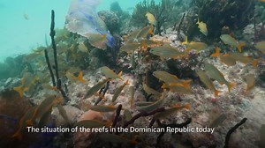 As reefs vanish, assisted coral fertilization offers hope in the Dominican Republic