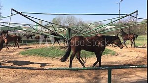 Horses run in a circle. Training horses, drive around by metallic carousel.