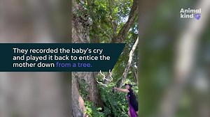 When a little sloth is stranded, rescuers use a neat trick to coax a mama-baby reunion