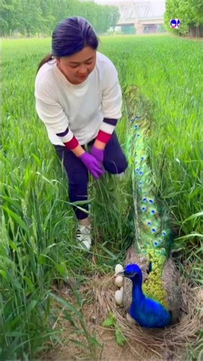 Rare Peacock Footage #peacock #peafowl #pavoreal