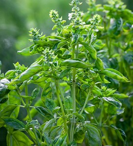 Sweet Basil