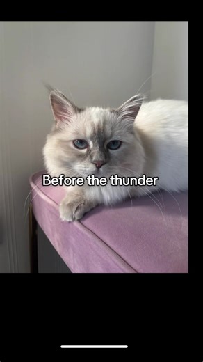 #helikopter #cat #fly | helicopter