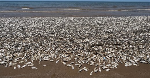 Thousands of dead fish wash up on Texas coast; beachgoers urged to steer clear