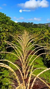 395K views · 5.7K reactions | Buah kopi lebat sampai merunduk | Coffee Farming | Facebook